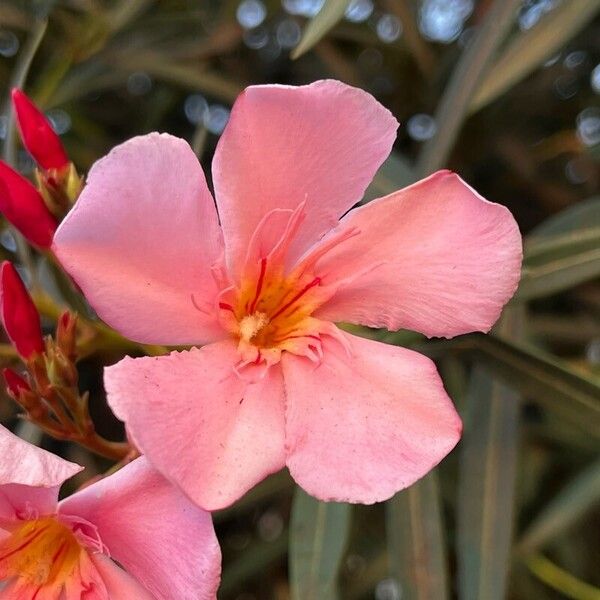 Nerium oleander Blomma