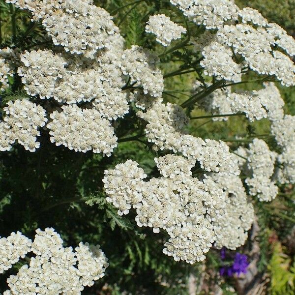 Achillea odorata 樹皮