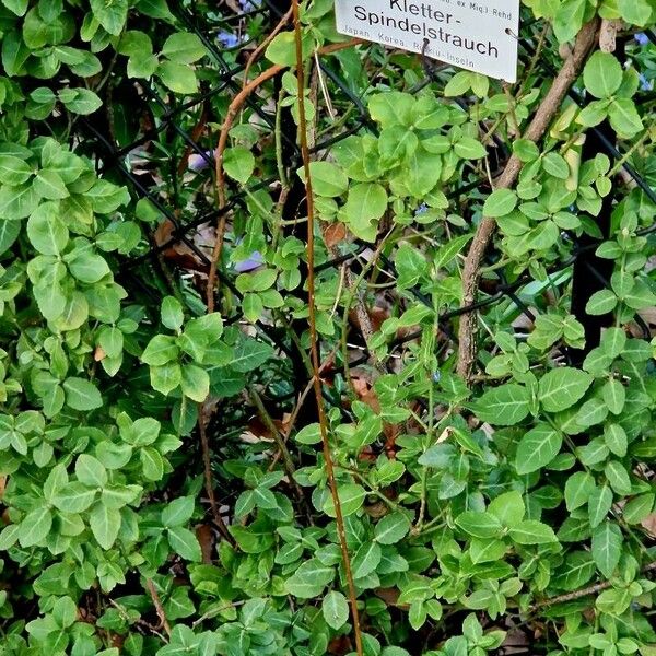 Euonymus fortunei ᱥᱟᱠᱟᱢ