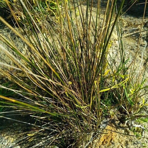 Juncus maritimus Natur