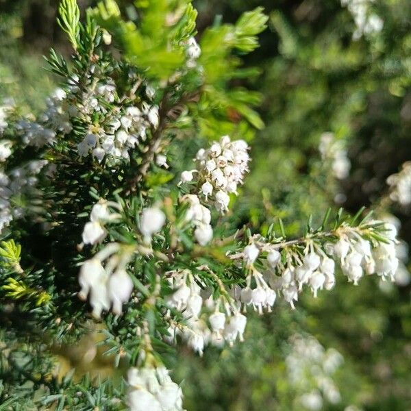 Erica arborea Blomst