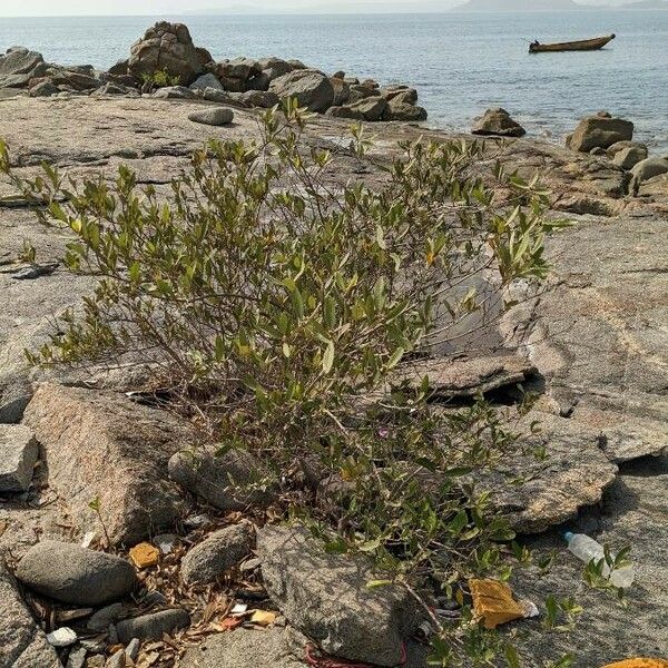 Avicennia germinans Habit