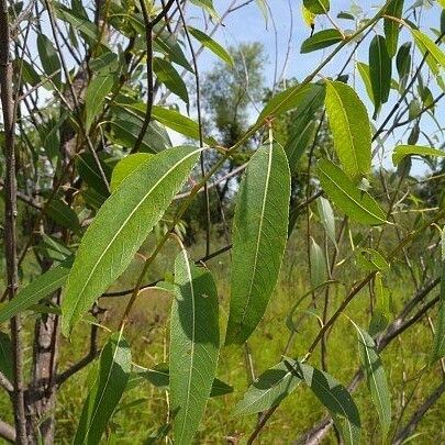 Salix amygdaloides Leht