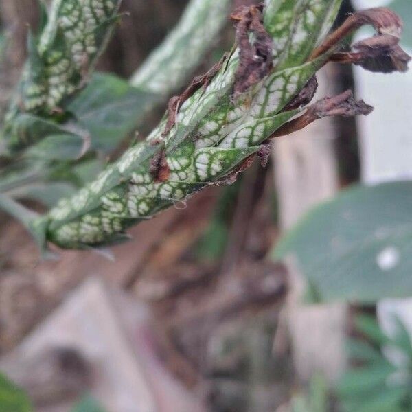 Eranthemum pulchellum Leaf