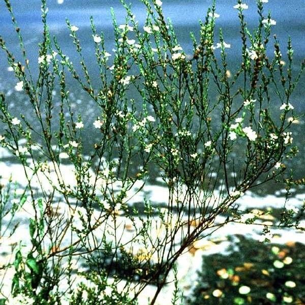 Lythrum lineare (Wand lythrum)