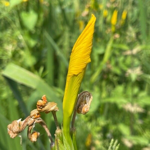 Iris pseudacorus Õis