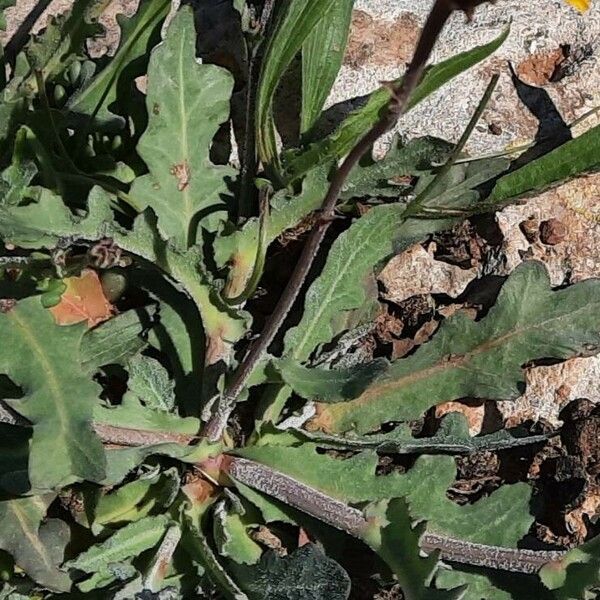 Reichardia tingitana Leaf