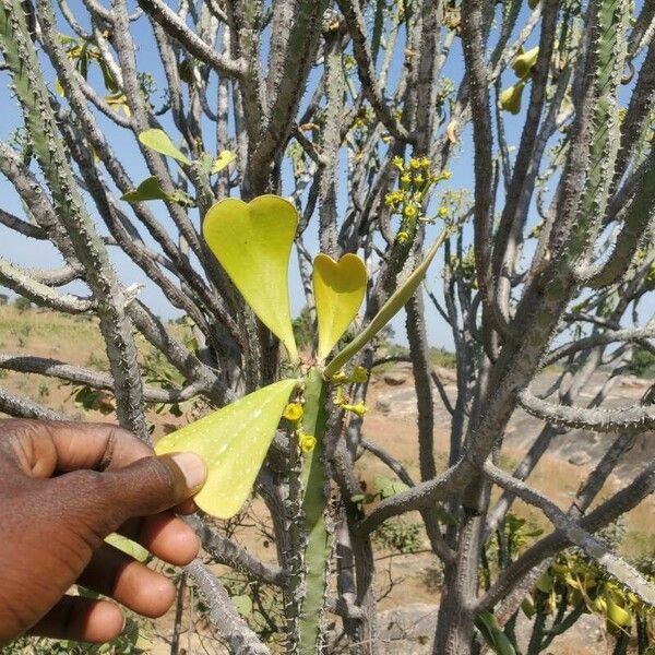 Euphorbia desmondii 葉