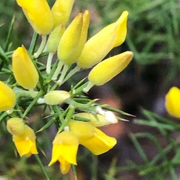 Ulex parviflorus Žiedas