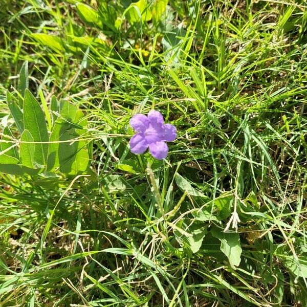 Ruellia ciliatiflora Цветок