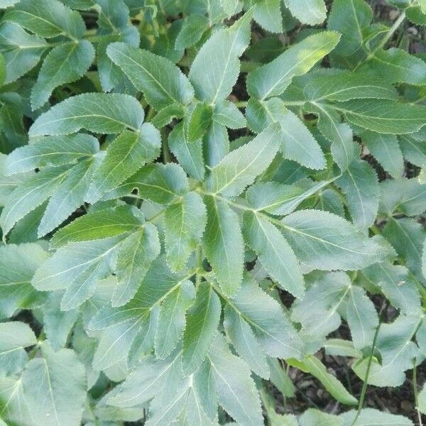 Opopanax chironium Leaf