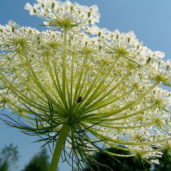 Daucus carota Žiedas