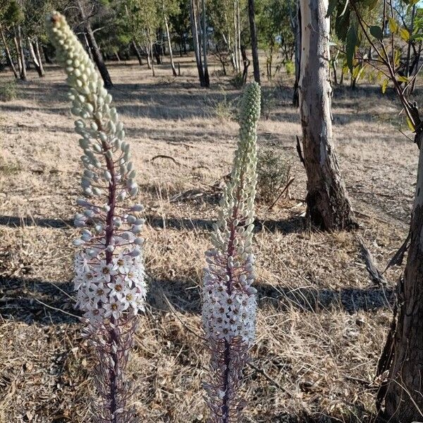 Drimia maritima 花