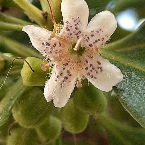 Myoporum tenuifolium Fleur