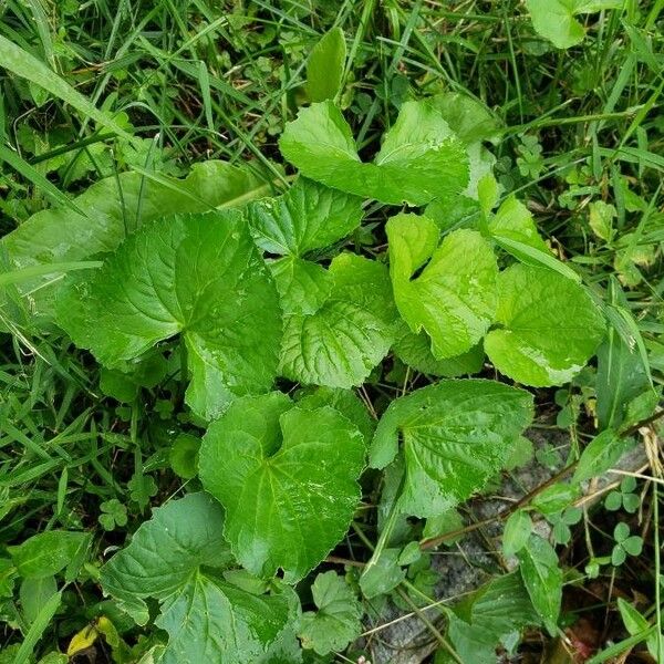 Centella asiatica Habitat