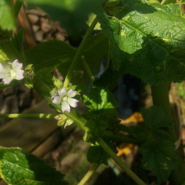 Malva verticillata Blomma