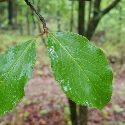 Viburnum rufidulum Blad