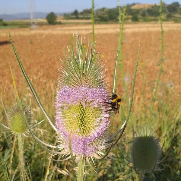 Dipsacus fullonum Floare