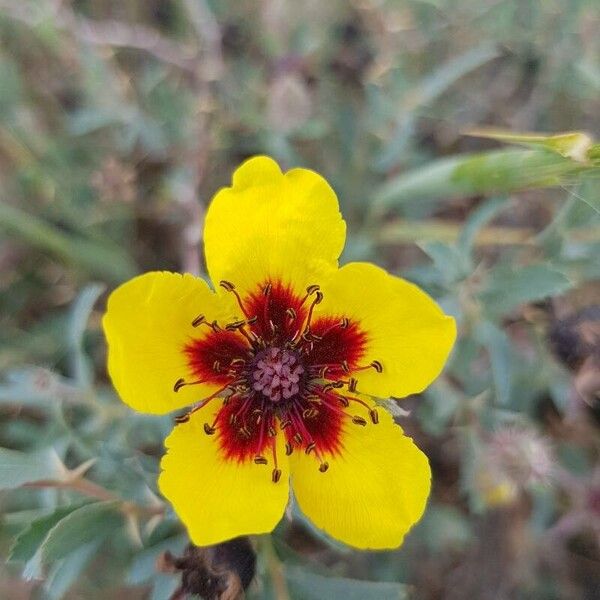 Rosa persica