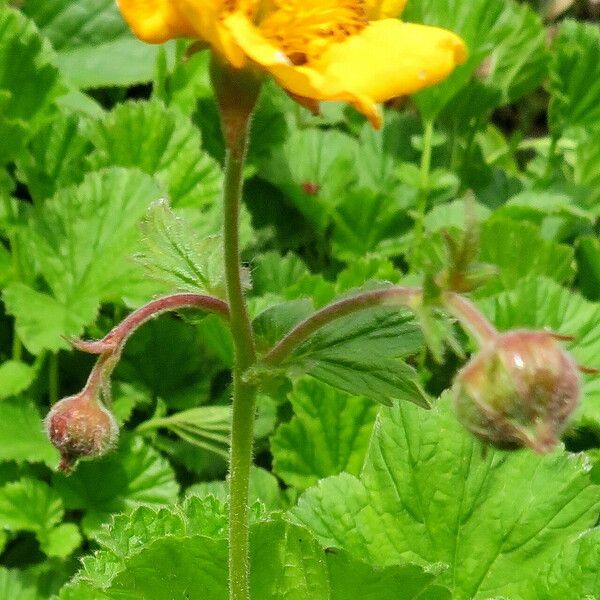 Geum sylvaticum Habit