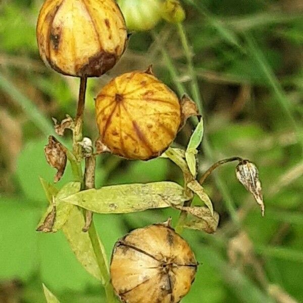 Linum usitatissimum Fruit