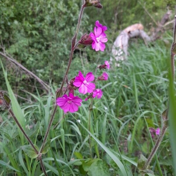 Silene dioica Flors