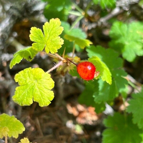 Ribes montigenum Фрукт