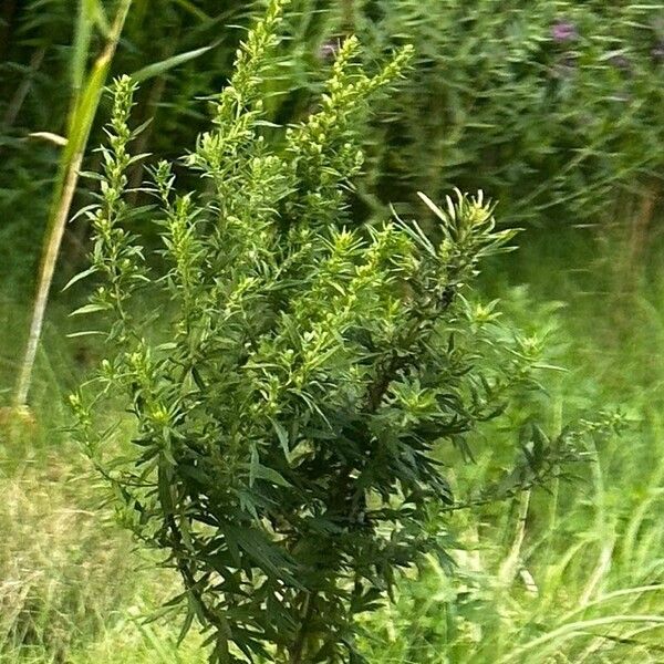 Artemisia biennis برگ