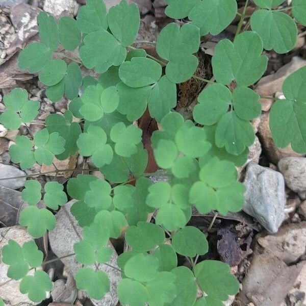 Thalictrum dioicum Deilen