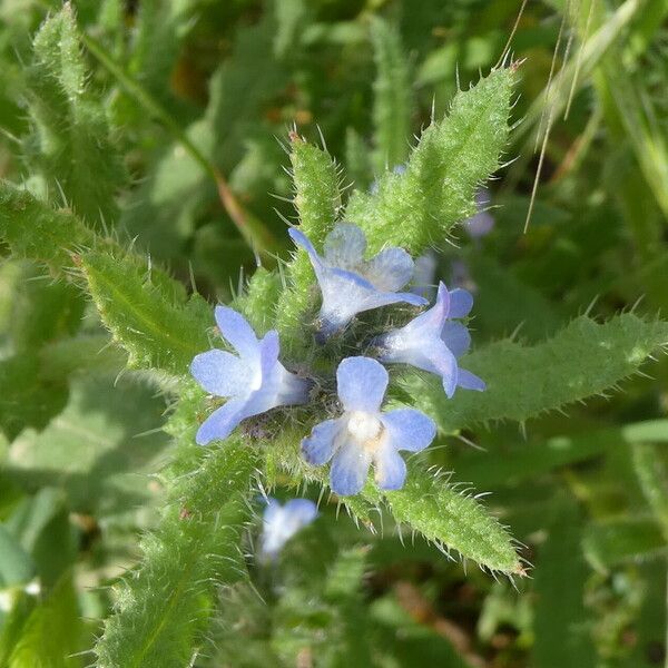 Lycopsis arvensis Blüte