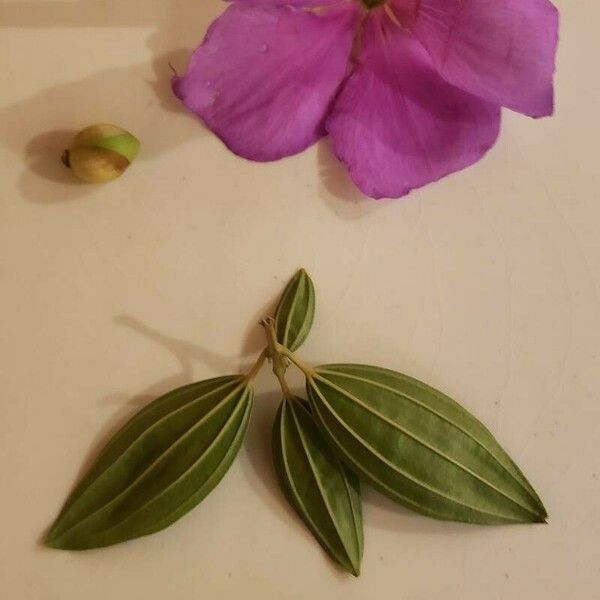 Tibouchina granulosa Flor