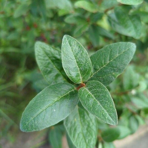 Shepherdia canadensis 葉