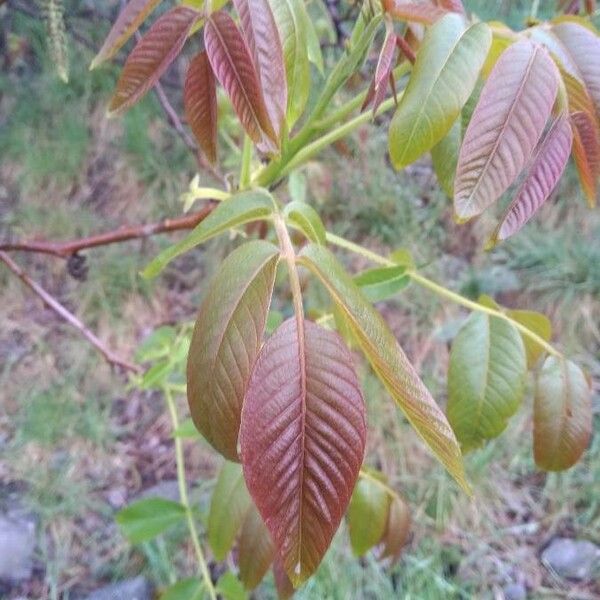 Juglans regia Fulla