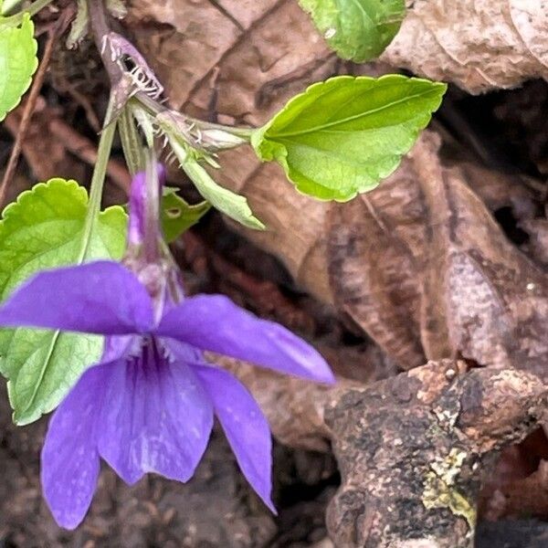 Viola reichenbachiana 花