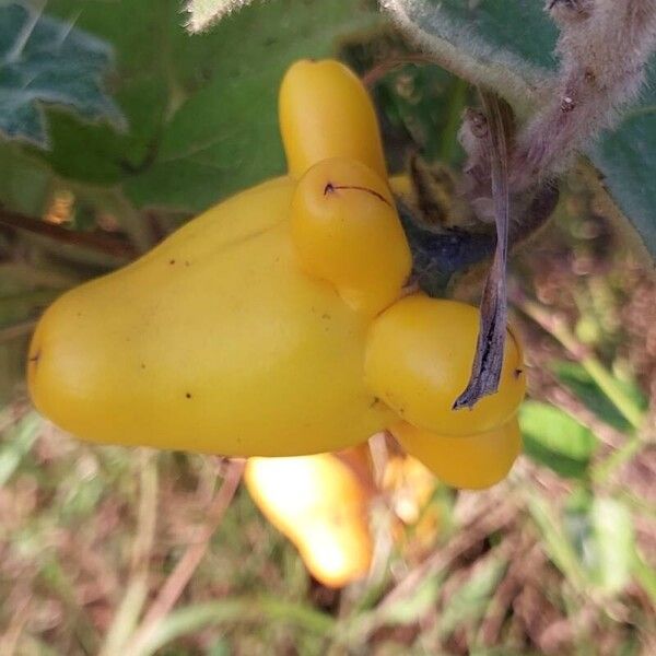 Solanum mammosum Fruit