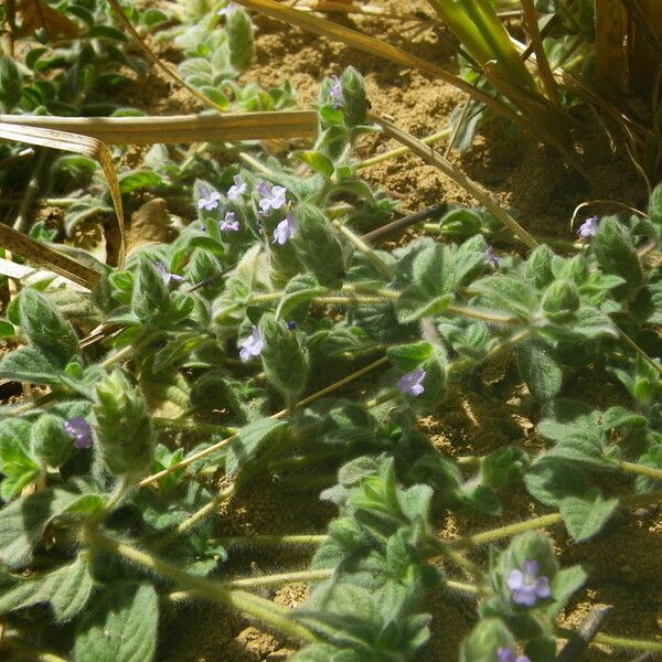 Nelsonia canescens Hábito