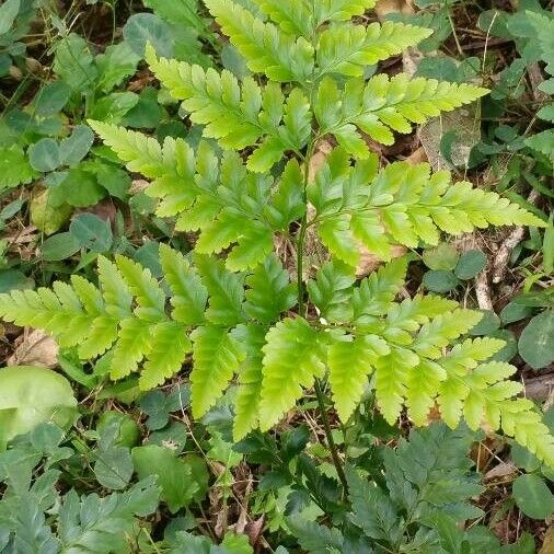 Davallia solida Leaf