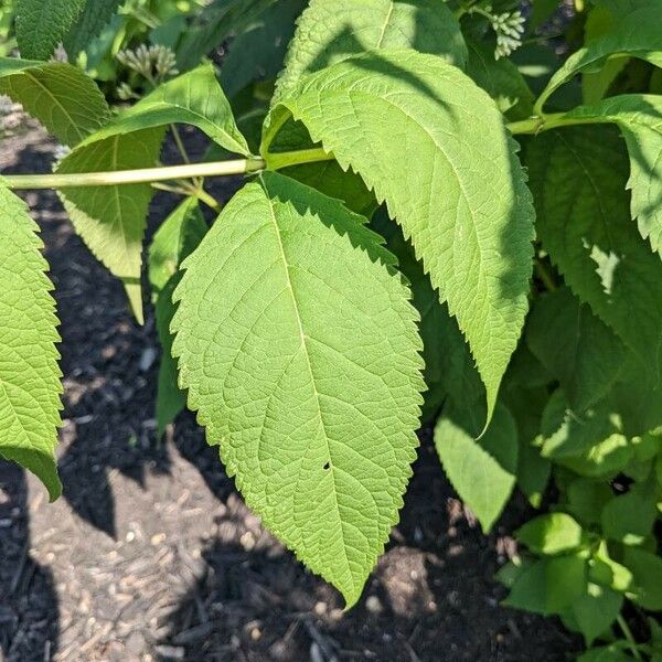 Eutrochium fistulosum Leaf