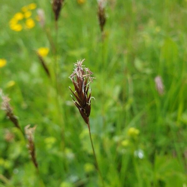 Anthoxanthum nipponicum Blüte