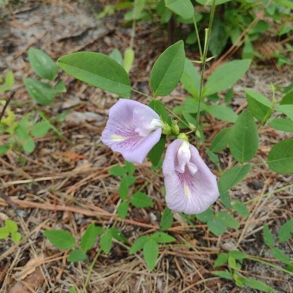 Clitoria mariana Λουλούδι