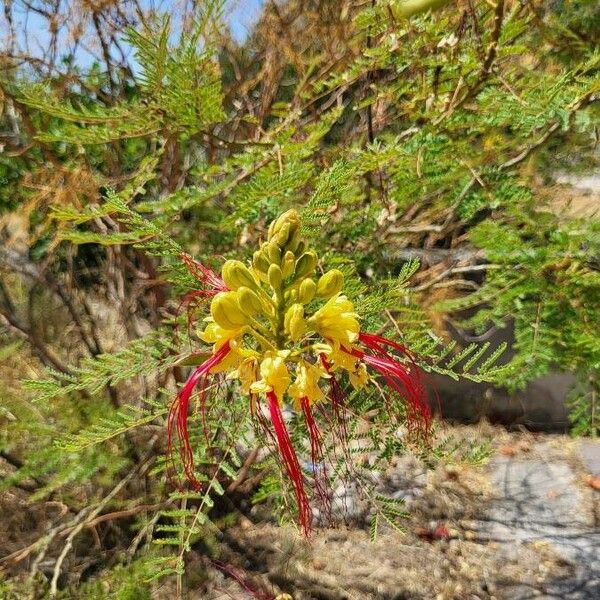 Caesalpinia gilliesii Flower