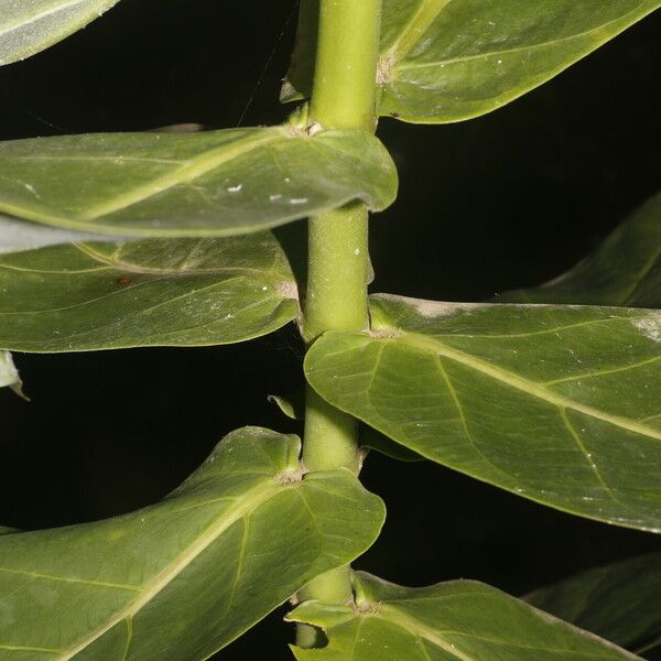 Calotropis procera Leht