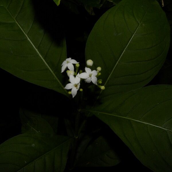 Psychotria microdon 花