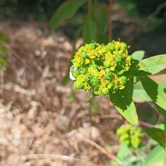 Euphorbia flavicoma Kukka