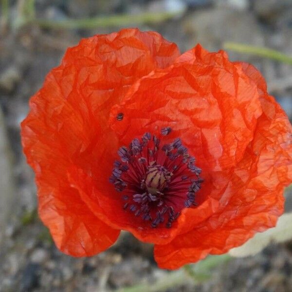 Papaver setiferum Blomma