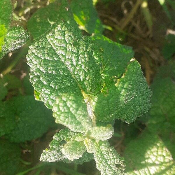 Mentha × rotundifolia 叶