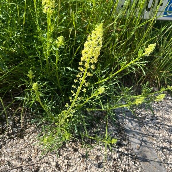 Reseda lutea Blüte