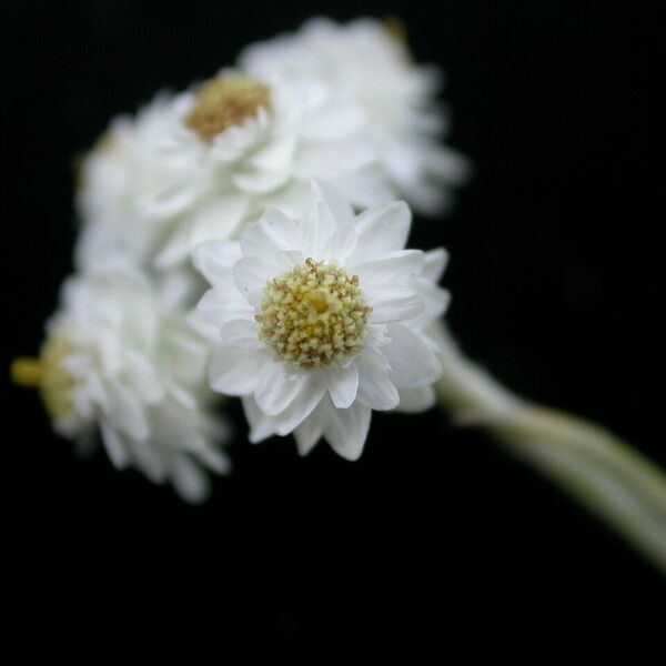 Anaphalis contorta Flower