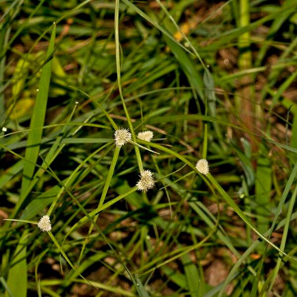 Rhynchospora colorata Blüte