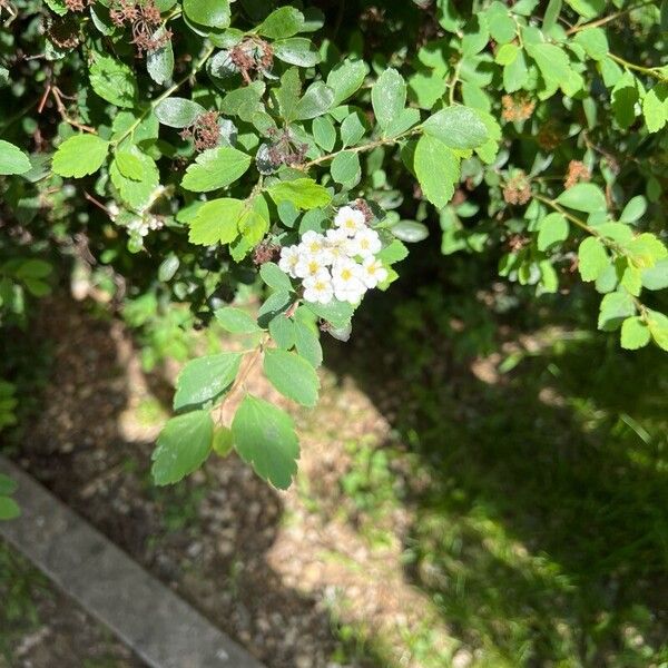 Spiraea chamaedryfolia ᱵᱟᱦᱟ